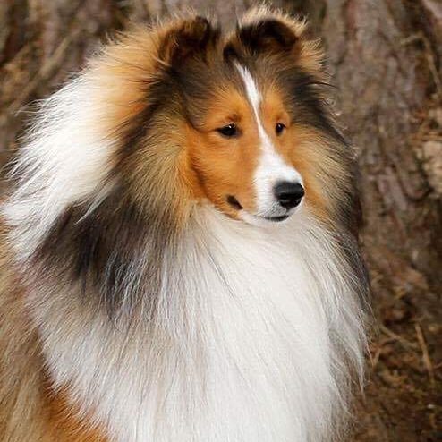 Holly Bluff Shelties