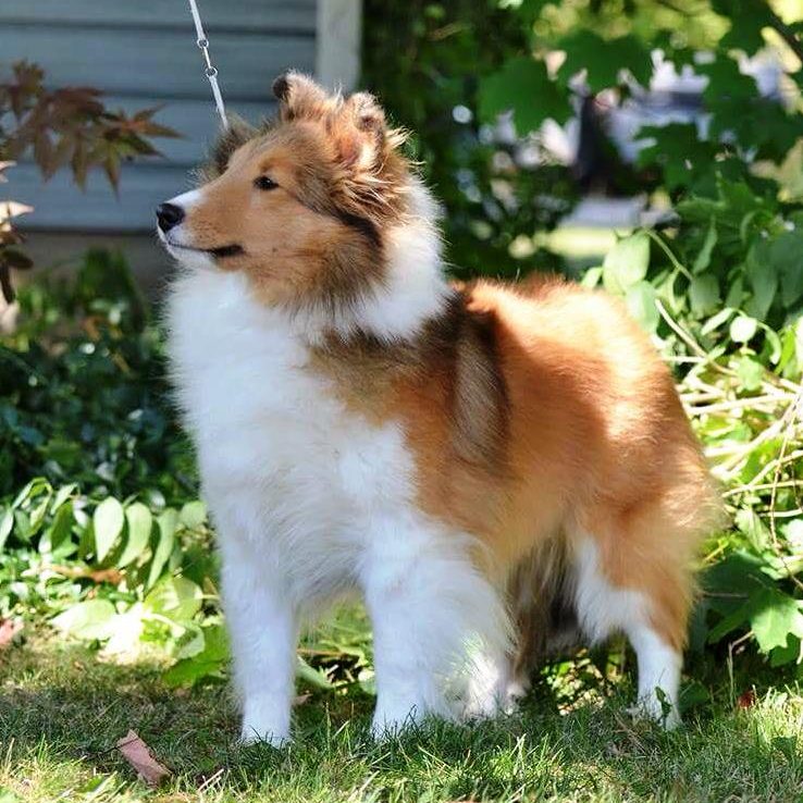 Holly Bluff Shelties